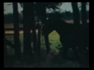 Казачество. Жизнь после смерти. Фильм второй. Часть 2-я.