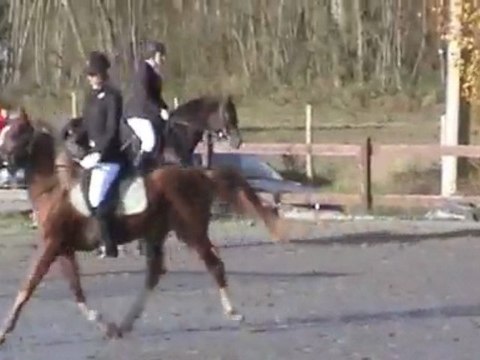 jeunes chevaux pur sang arabe