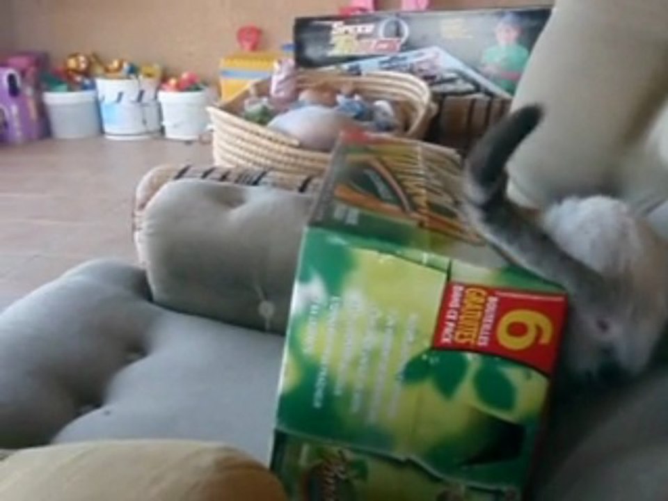 mes 4 ptit fou dans un carton de bierre