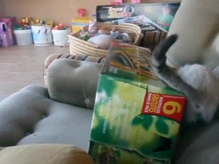 mes 4 ptit fou dans un carton de bierre