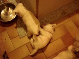 Jeux de westie à la vallée des Secrets