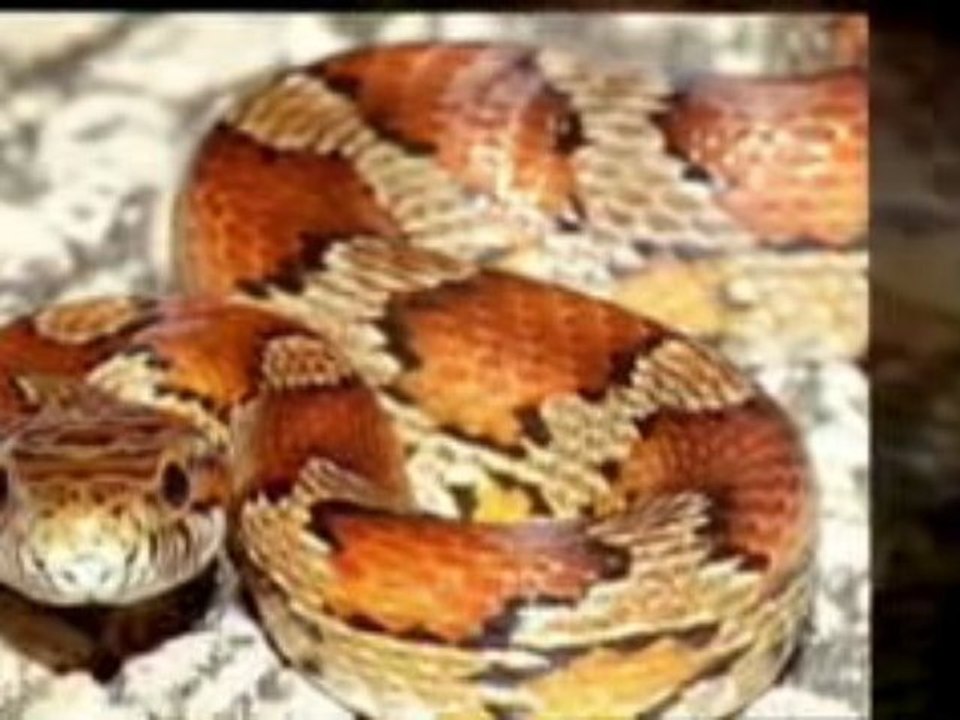 www.cornsnakepets.com