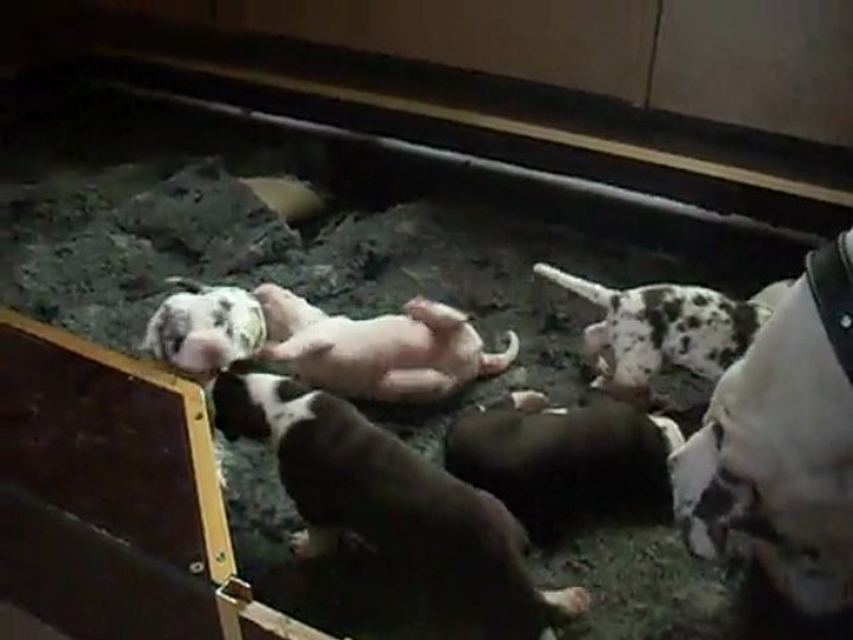 Bèbès dogues allemand à réserver