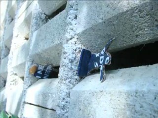 court métrage réalisé lors de la fête de l'amande