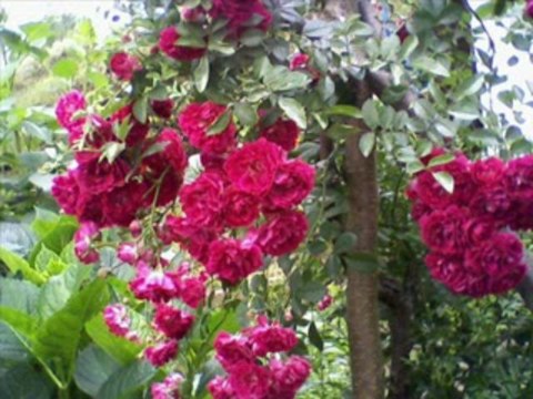 Hasan SAĞINDIK-Ihlamurlar Çiçek Açtığı Zaman