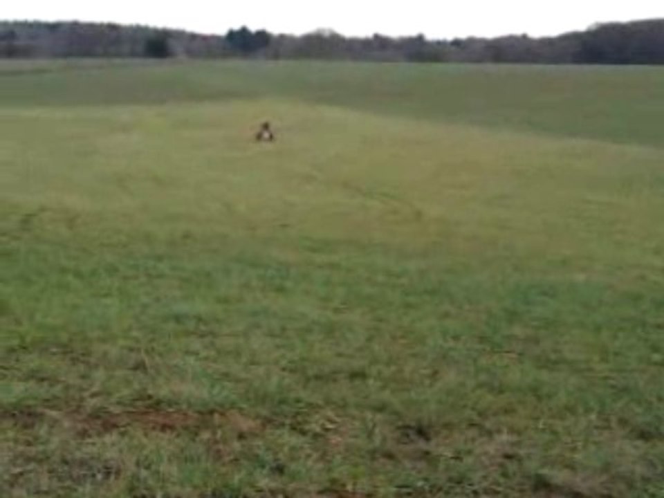 rzd daviiid9o banshee 350