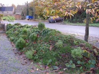 EVOLUTION DU TALUS PEDAGOGIQUE CHEZ EMMANUEL ROLLAND
