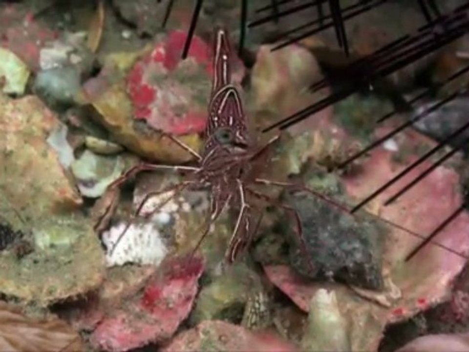 Close up Koh Tao, HD underwater video footage