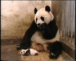 Baby Panda Bear Sneezes - Scares Mother