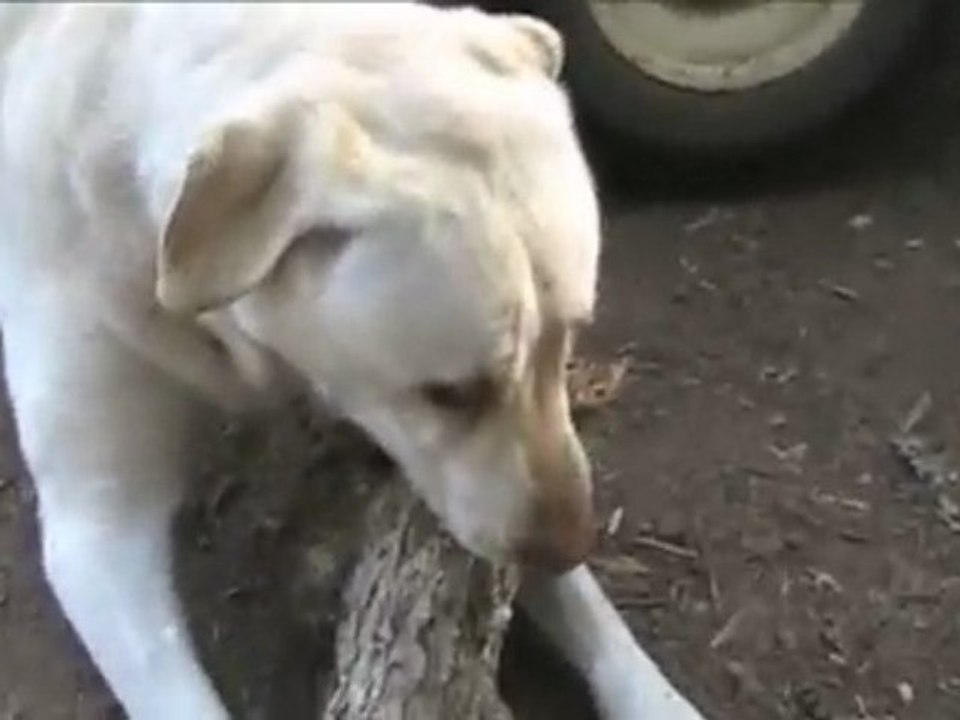 Dog Saves A Tree