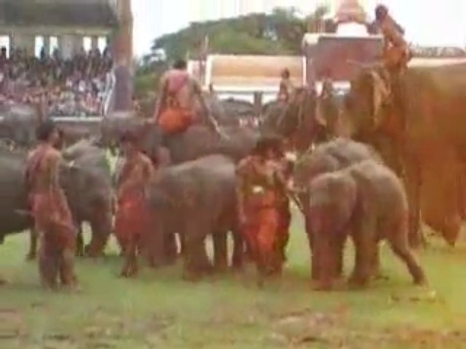 Festival des elephants a Surin (Thailand)