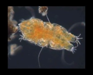 La marche du tardigrade 1