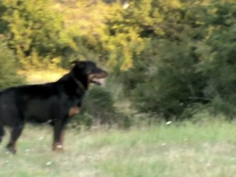 Urkan chien berger Beauceron aux ordres sur le Larzac