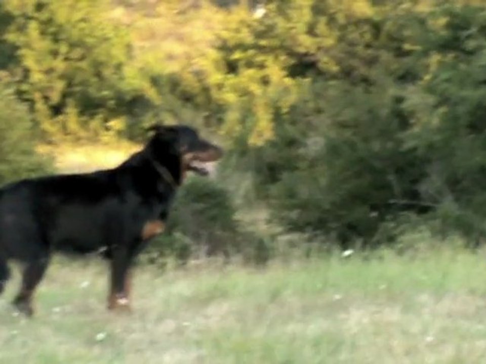 Urkan chien berger Beauceron aux ordres sur le Larzac