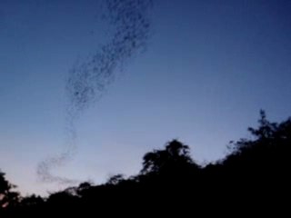 Bat swarming in Thailand
