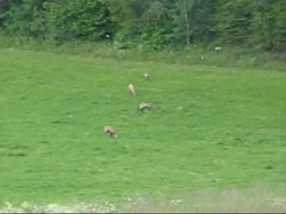 A la lisière des bois depuis le Gite