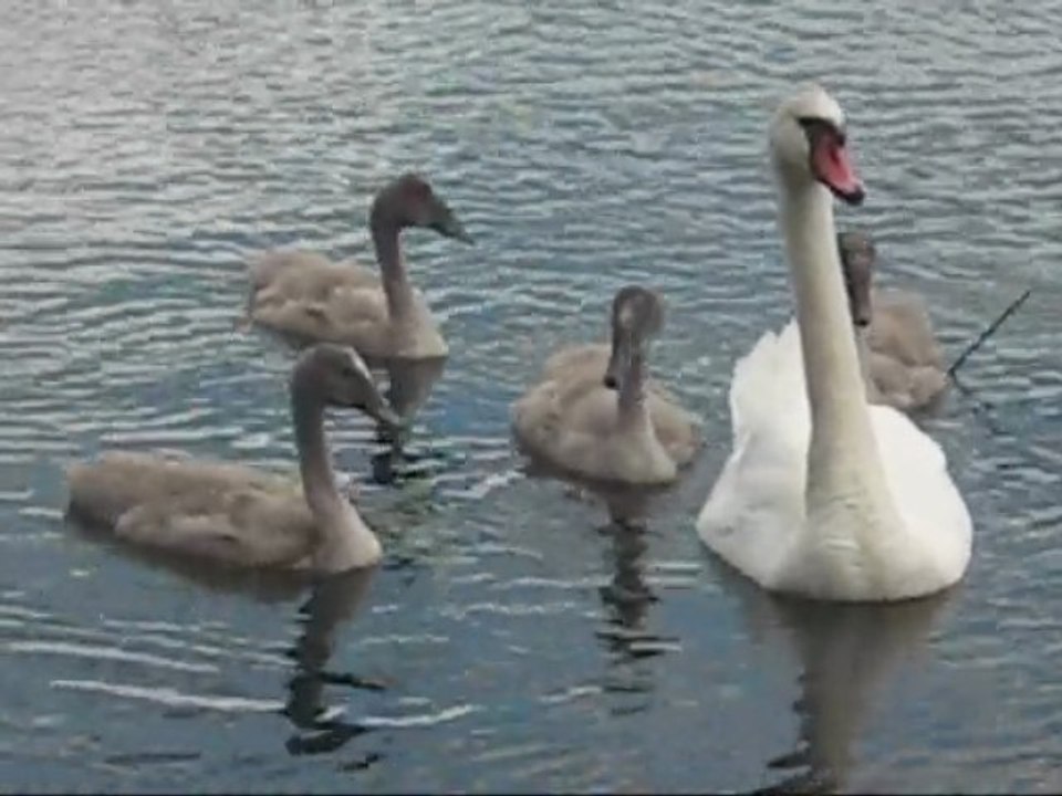 Cygnes à Saint Point