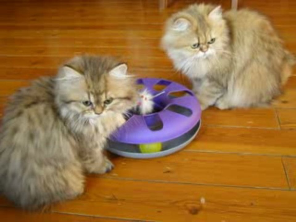 Etoile et CAramel..