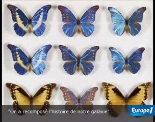 L'histoire de la vie aux enchères