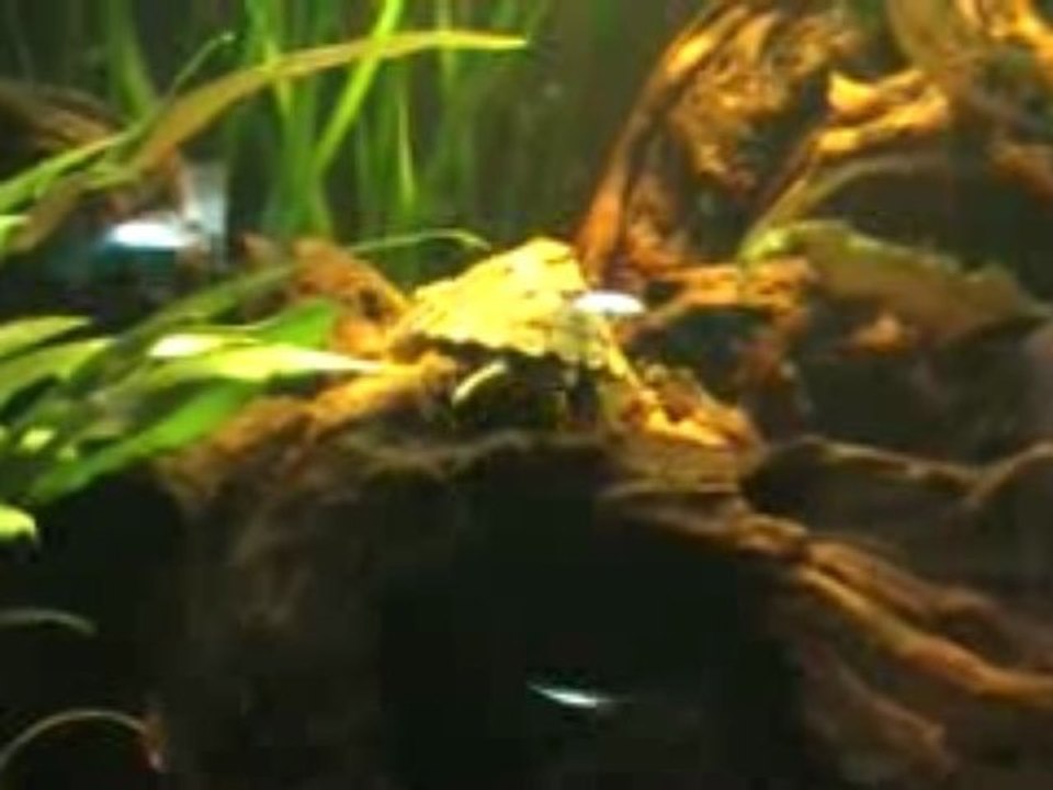 kinosternum carinatum