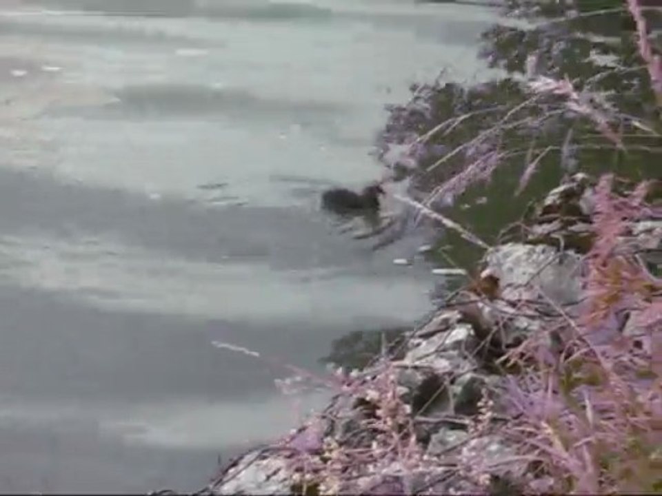 Poules d'eau toujours au lac Saint Point