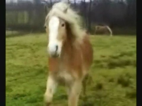 Shaki la jument blonde, remix de black l'étalon noir ^^