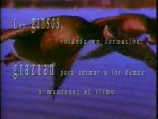 Los Gansos trabajo en equipo