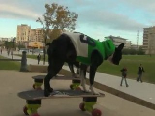 Dogs Skateboarding Down The Steps At Place Europe