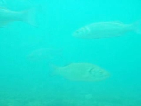 chasse sous marine loup