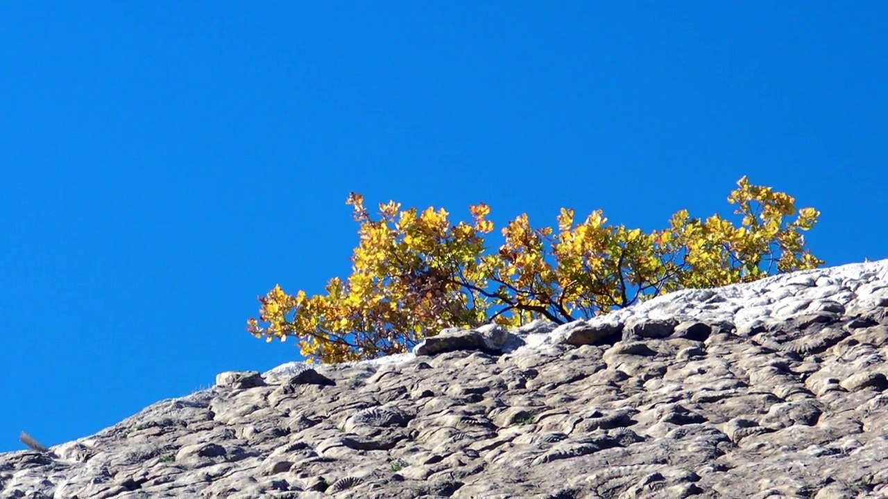 Dalle à ammonites fossiles – Digne-les-Bains(04)