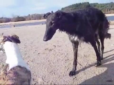Balade à Vassivière, et mes 3 chiennes, un 21 novembre