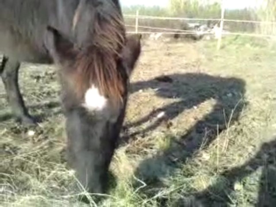 Nikita, petite ponette 0I de 3ans & kronos SF de 8mois