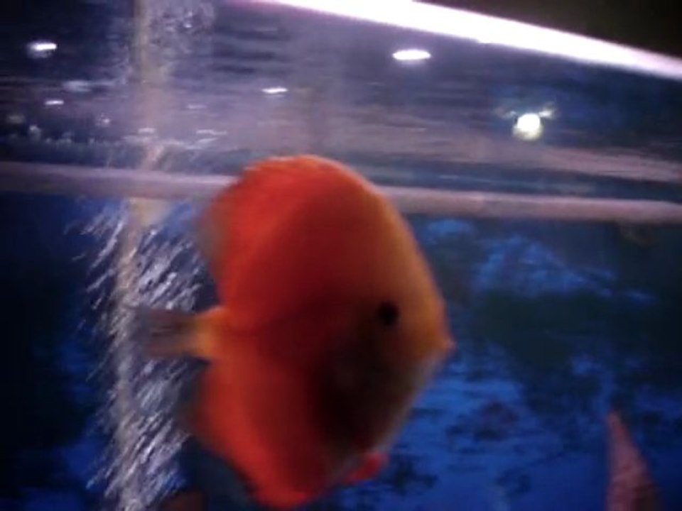 WHITE FACE  VE RED MELON DISCUS