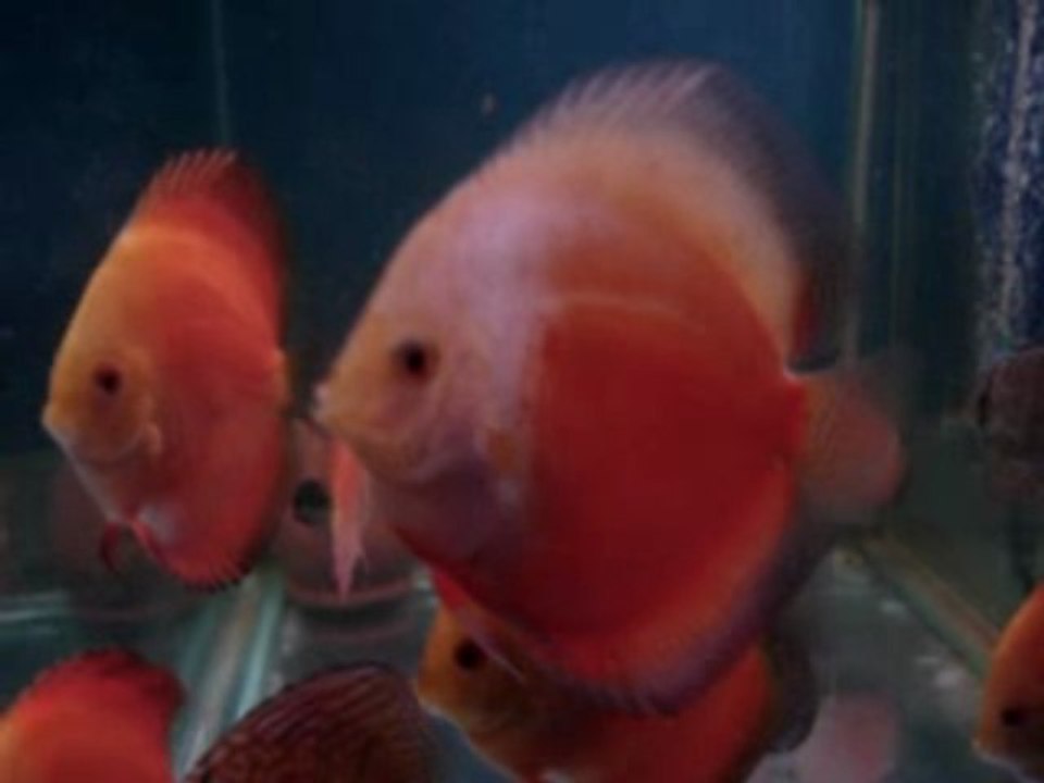 Red Melon White Face  Melon