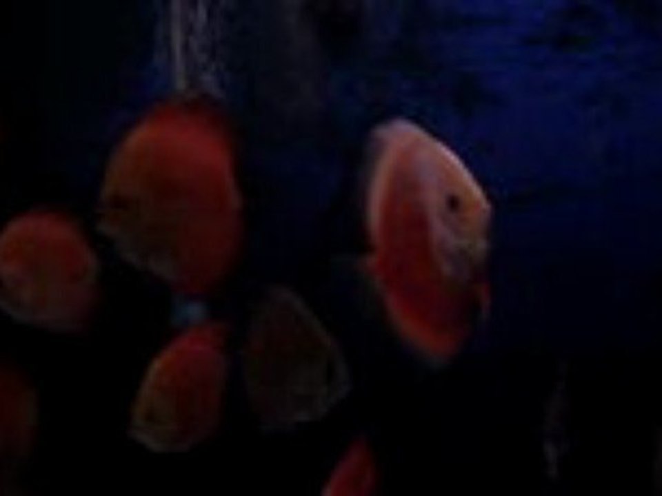 Red Melon White Face  Melon