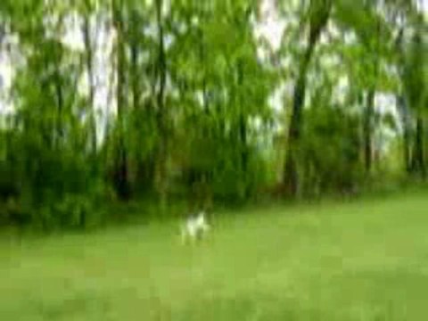 Wally On The Run Steve Martin