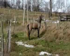 Sirène au paddock 28-11-09