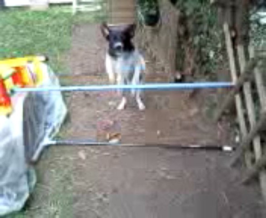 dallas en saut