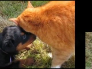 My Rottweiler Puppies Are For Sale