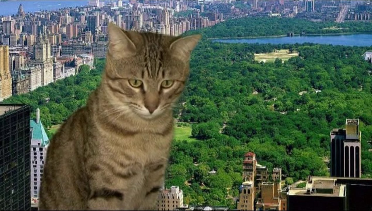Mon Pote à Central Park