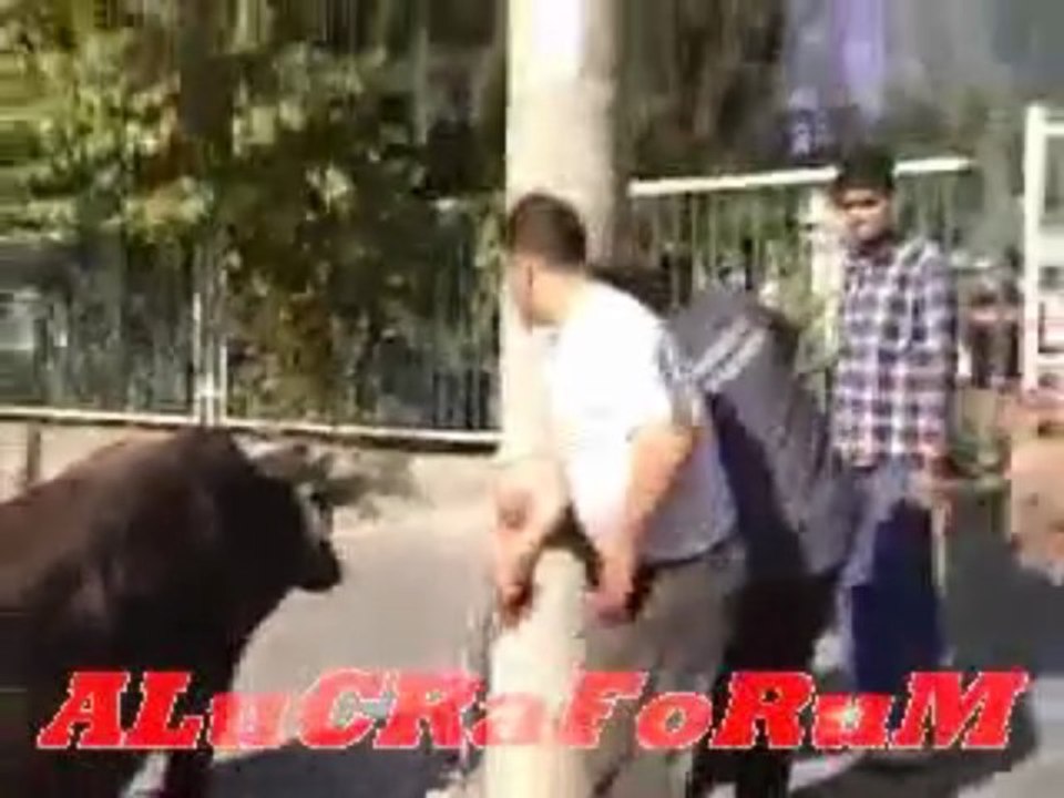 Kurban Rezaleti Sizce Hangisi Hayvan