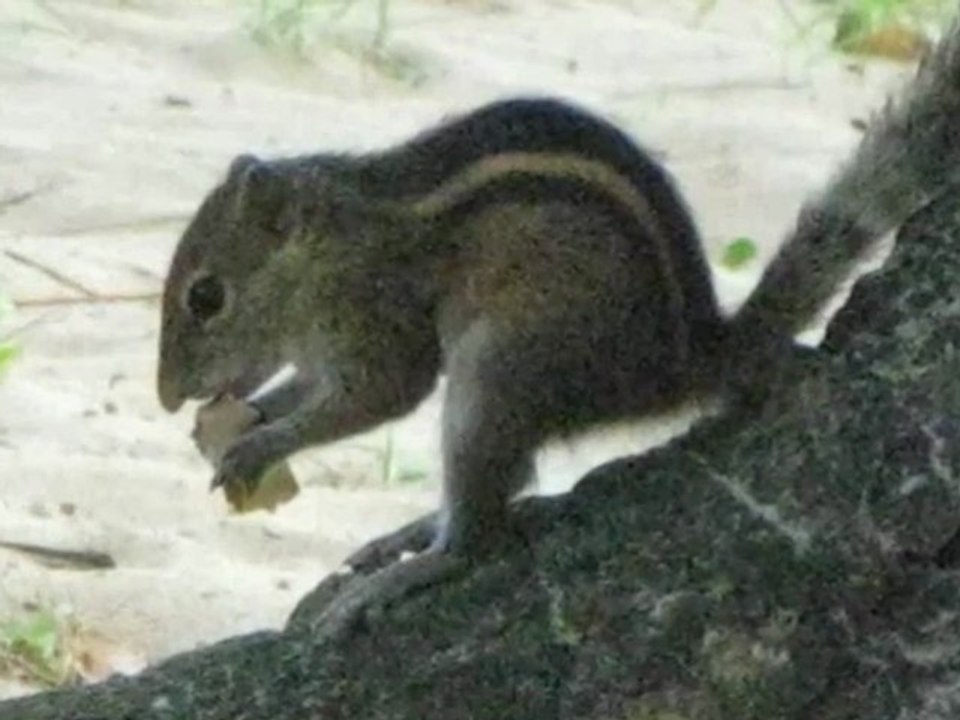 Burunduk-wiewiórka na Sri Lanka