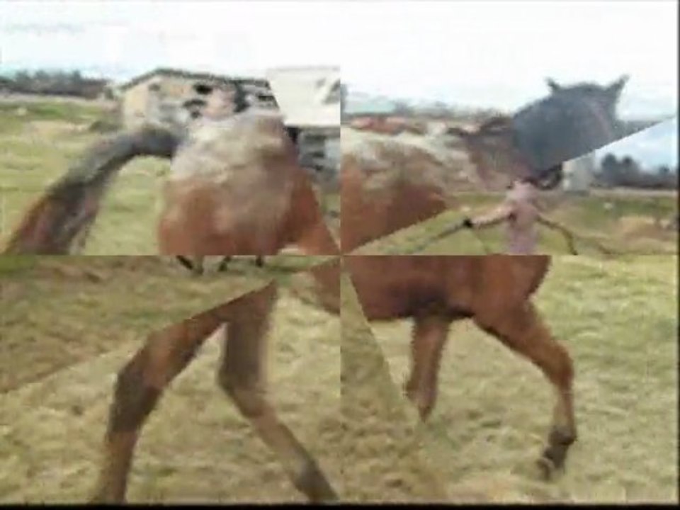 Starlight - en traînement à la longe