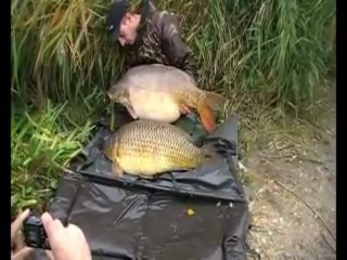 carpe doublè de + 20 kg