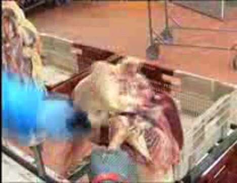 Pour le salons de Tarbes 2008