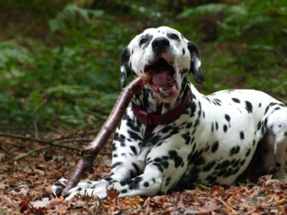 Chiens_a_adopter_dalmaSF_2009_11_29
