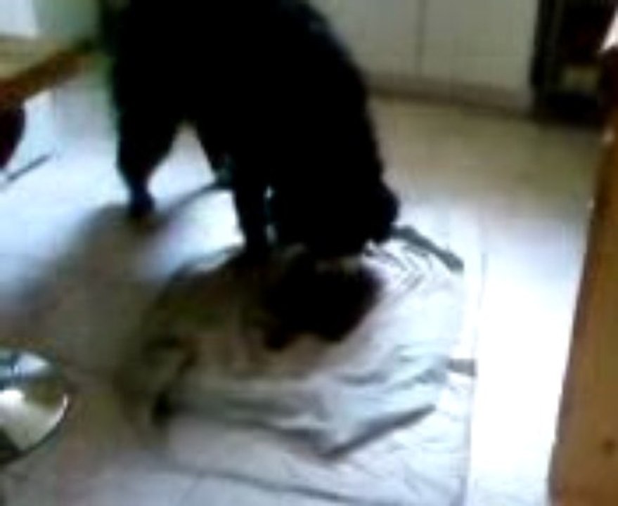 Doggy fait la vaisselle