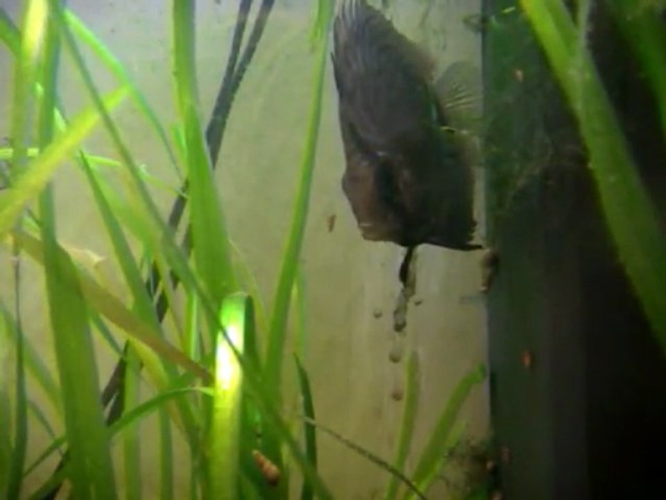 Discus malade 1