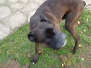 tyson a pris des cours de samba !!!! novembre 2009