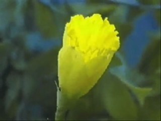 Ferdi Aydemir-Farandas Sound Music